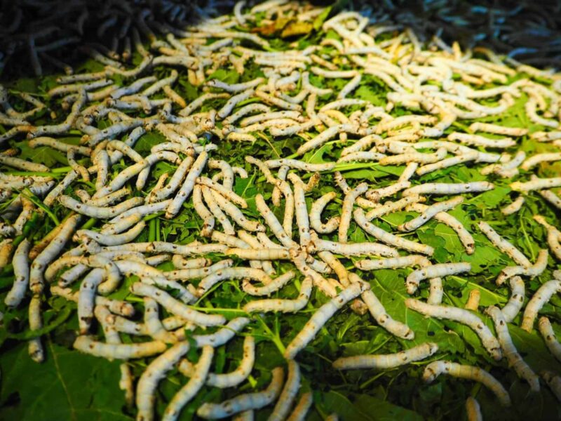 silkworm caterpillars