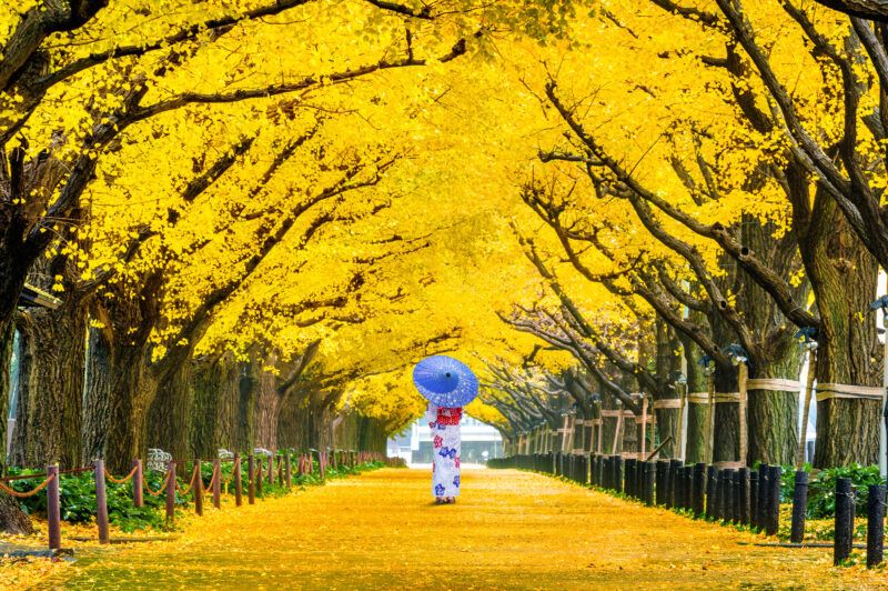 beautiful girl wearing japanese traditional kimono row yellow ginkgo tree autumn autumn park tokyo japan scaled