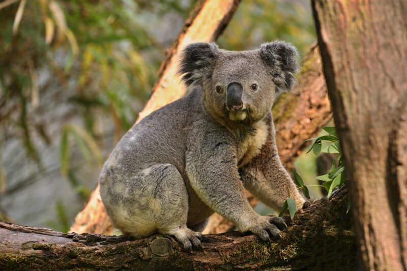 koala bear tree scaled